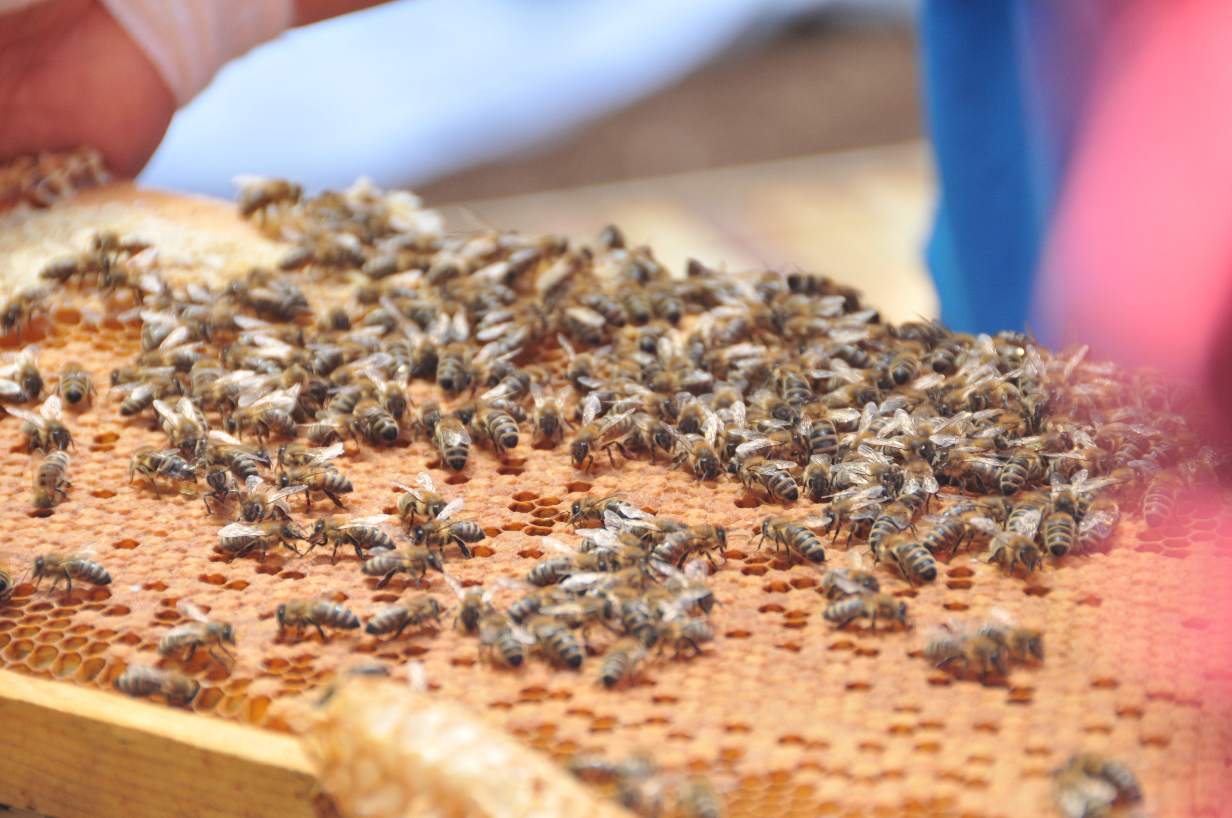 langara-beekeeping